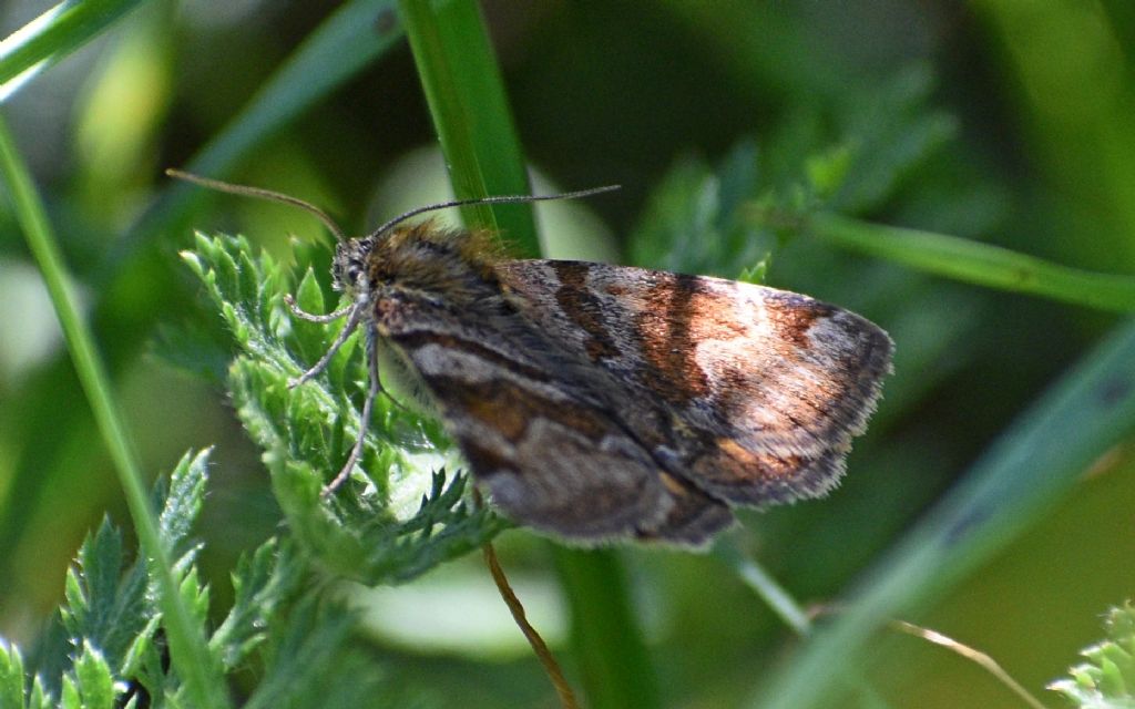Euclidia glyphica - Erebidae